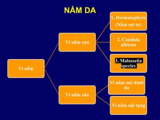 NẤM DA
Vi nấm
Vi nấm cạn
1. Dermatophyte
(Nấm sợi tơ)
2. Candida
albican
3. Malasseiia
species
Vi nấm sâu
Vi nấm mô dưới
da
Vi nấm nội tạng
 