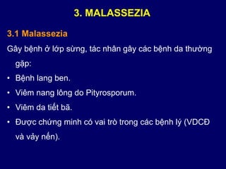 3.1 Malassezia
Gây bệnh ở lớp sừng, tác nhân gây các bệnh da thường
gặp:
• Bệnh lang ben.
• Viêm nang lông do Pityrosporum.
• Viêm da tiết bã.
• Được chứng minh có vai trò trong các bệnh lý (VDCĐ
và vảy nến).
3. MALASSEZIA
 