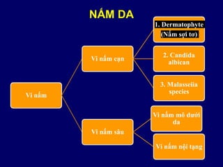 NẤM DA
Vi nấm
Vi nấm cạn
1. Dermatophyte
(Nấm sợi tơ)
2. Candida
albican
3. Malasseiia
species
Vi nấm sâu
Vi nấm mô dưới
da
Vi nấm nội tạng
 