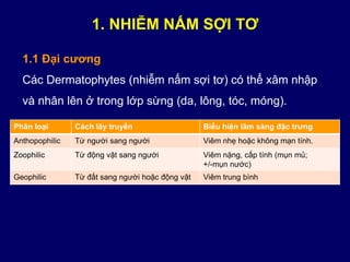 1. NHIỄM NẤM SỢI TƠ
Phân loại Cách lây truyền Biểu hiện lâm sàng đặc trưng
Anthopophilic Từ người sang người Viêm nhẹ hoặc không mạn tính.
Zoophilic Từ động vật sang người Viêm nặng, cấp tính (mụn mủ;
+/-mụn nước)
Geophilic Từ đất sang người hoặc động vật Viêm trung bình
1.1 Đại cương
Các Dermatophytes (nhiễm nấm sợi tơ) có thể xâm nhập
và nhân lên ở trong lớp sừng (da, lông, tóc, móng).
 