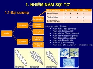 Vi nấm
Vi nấm cạn
Dermatophyte
Candida
albican
Lang ben
Vi nấm sâu
Vi nấm mô
dưới da
Vi nấm nội
tạng
Nấm gây bệnh Da Lông Tóc Móng
Microsporum + + + -
Trichophyton + + + +
Epidermophyton + - - +
Các loại nhiễm nấm sợi tơ:
• Nấm thân (Tinea corporis)
• Nấm bẹn (Tinea cruris)
• Nấm bàn tay (Tinea manuum)
• Nấm bàn chân (Tinea pedis)
• Nấm da đầu (Tinea capitis)
• Nấm mặt (Tinea faciei)
• Nấm râu (Tinea barbae)
• Nấm móng (Tinea unguium – onychomycosis)
1. NHIỄM NẤM SỢI TƠ
1.1 Đại cương
 