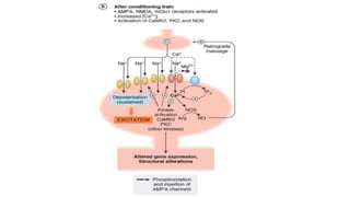 NMDA receptors and drugs acting on them | PPTX