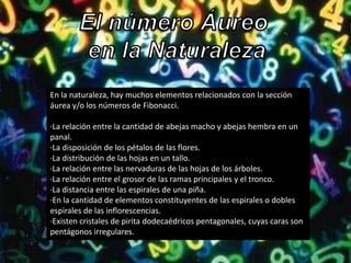 En la naturaleza, hay muchos elementos relacionados con la sección
áurea y/o los números de Fibonacci.

·La relación entre la cantidad de abejas macho y abejas hembra en un
panal.
·La disposición de los pétalos de las flores.
·La distribución de las hojas en un tallo.
·La relación entre las nervaduras de las hojas de los árboles.
·La relación entre el grosor de las ramas principales y el tronco.
·La distancia entre las espirales de una piña.
·En la cantidad de elementos constituyentes de las espirales o dobles
espirales de las inflorescencias.
·Existen cristales de pirita dodecaédricos pentagonales, cuyas caras son
pentágonos irregulares.
 