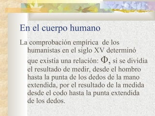 En el cuerpo humano 
La comprobación empírica de los 
humanistas en el siglo XV determinó 
que existía una relación: Φ, si se dividia 
el resultado de medir, desde el hombro 
hasta la punta de los dedos de la mano 
extendida, por el resultado de la medida 
desde el codo hasta la punta extendida 
de los dedos. 
 