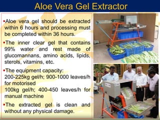 Aloe Vera Gel Extractor
Aloe vera gel should be extracted
within 6 hours and processing must
be completed within 36 hours.
The inner clear gel that contains
99% water and rest made of
glucomannans, amino acids, lipids,
sterols, vitamins, etc.
The equipment capacity:
200-225kg gel/h; 900-1000 leaves/h
for motorised
100kg gel/h; 400-450 leaves/h for
manual machine
The extracted gel is clean and
without any physical damage.
 