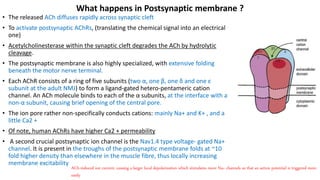 Neuromuscular Junction | PPTX