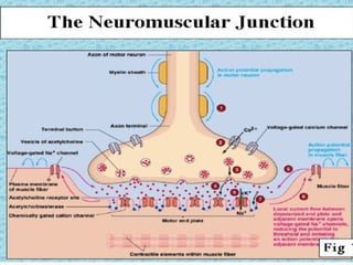 Comprehensive Overview of Neuromuscular Junction Structure and Function ...