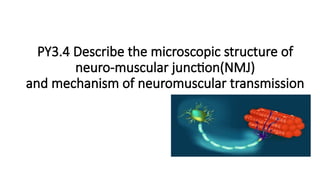 Detailed Overview of Neuromuscular Junction Structure and Transmission ...