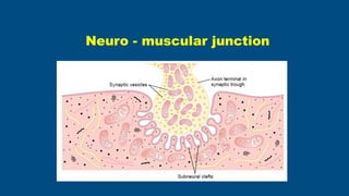 Neuro - muscular junction
 