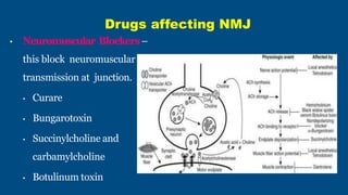 • Bungarotoxin–
• Venomof deadly snake Krait
• Also block N-Mjunction by
combiningwith acetylcholine
receptors
Neuromuscul...