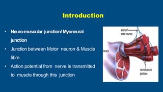 • Neuro-muscular junction/ Myoneural
junction
• Junction between Motor neuron & Muscle
fibre
• Action potential from nerve...