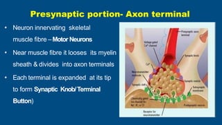 • Neuron innervating skeletal
muscle fibre –Motor Neurons
• Near muscle fibre it looses its myelin
sheath & divides into a...
