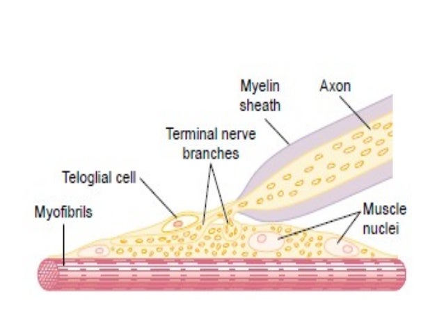 Nmj anatomy by shaweta khosa