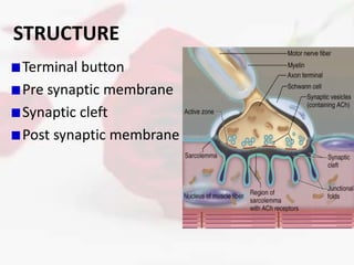 NEUROMUSCULAR JUNCTION | PPTX