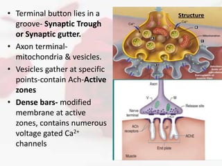 NEUROMUSCULAR JUNCTION | PPTX