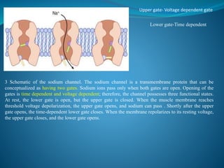 ▪ Upper gate- Voltage dependent gate
▪ Lower gate- Time dependent/Inactivation gate
Lower gate- Time dependent/Inactivation gate Lower gate-Time dependent
3 Schematic of the sodium channel. The sodium channel is a transmembrane protein that can be
conceptualized as having two gates. Sodium ions pass only when both gates are open. Opening of the
gates is time dependent and voltage dependent; therefore, the channel possesses three functional states.
At rest, the lower gate is open, but the upper gate is closed. When the muscle membrane reaches
threshold voltage depolarization, the upper gate opens, and sodium can pass . Shortly after the upper
gate opens, the time-dependent lower gate closes. When the membrane repolarizes to its resting voltage,
the upper gate closes, and the lower gate opens.
 