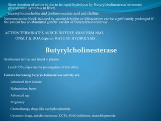  Short duration of action is due to its rapid hydrolysis by Butyrylcholinestrase(tetrameric
glycoprotein synthesis in liver)
succinylmonocholine and choline-succinic acid and choline.
Neuromuscular block induced by succinylcholine or Mivacurium can be significantly prolonged if
the patient has an abnormal genetic variant of Butyrylcholinesterase.
ACTION TERMINATES AS SCH DIFFUSE AWAY FRM NMJ.
ONSET & DOA depend– RATE OF HYDROLYSIS
Butyrylcholinesterase
Synthesized in liver and found in plasma.
 Level<75%,important for prolongation of Sch effect.
Factors decreasing butyrylcholinesterase activity are:
Advanced liver disease
Malnutrition, burns
Advanced age
Pregnancy
Chemotherapy drugs like cyclophosphamide
Cytotoxic drugs, anticholinestrases, OCPs, MAO inhibitors, metochlopromide.
 