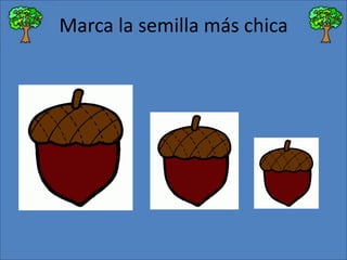 Marca la semilla más chica

 