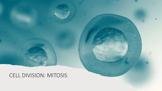 CELL DIVISION: MITOSIS
 