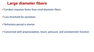 Large diameter fibers
Conduct impulses faster than small diameter fibers
Less threshold for excitation
Refractory period is shorter
Concerned with proprioception, touch, pressure, and somatomotor function
 