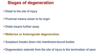 Stages of degeneration
Distal to the site of injury
Proximal means closer to its origin
Distal means further away
Wallerian or Anterograde degeneration
Axoplasm breaks down into membrane-bound bodies
Degeneration extends from the site of injury to the termination of axon
 