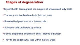 Stages of degeneration
Myelinsheath disintegrates into droplets of unsaturated fatty acids
The enzymes involved are hydrolytic enzymes
Secreted by lysosomes of schwann cells
Schwann cells proliferate by mitosis
Forms longitudinal columns of cells – Bands of Bunger
They fill the endoneurial tube within the first week
 