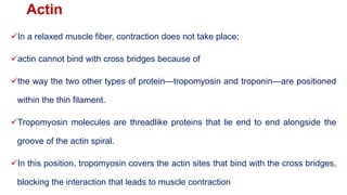 Actin
In a relaxed muscle fiber, contraction does not take place;
actin cannot bind with cross bridges because of
the way the two other types of protein—tropomyosin and troponin—are positioned
within the thin filament.
Tropomyosin molecules are threadlike proteins that lie end to end alongside the
groove of the actin spiral.
In this position, tropomyosin covers the actin sites that bind with the cross bridges,
blocking the interaction that leads to muscle contraction
 