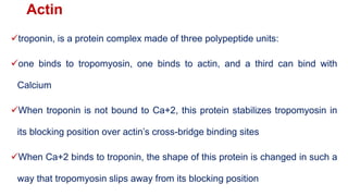 Actin
troponin, is a protein complex made of three polypeptide units:
one binds to tropomyosin, one binds to actin, and a third can bind with
Calcium
When troponin is not bound to Ca+2, this protein stabilizes tropomyosin in
its blocking position over actin’s cross-bridge binding sites
When Ca+2 binds to troponin, the shape of this protein is changed in such a
way that tropomyosin slips away from its blocking position
 