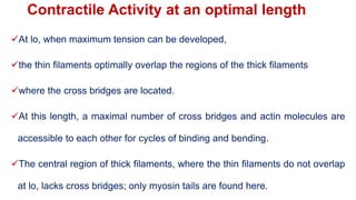 Contractile Activity at an optimal length
At lo, when maximum tension can be developed,
the thin filaments optimally overlap the regions of the thick filaments
where the cross bridges are located.
At this length, a maximal number of cross bridges and actin molecules are
accessible to each other for cycles of binding and bending.
The central region of thick filaments, where the thin filaments do not overlap
at lo, lacks cross bridges; only myosin tails are found here.
 