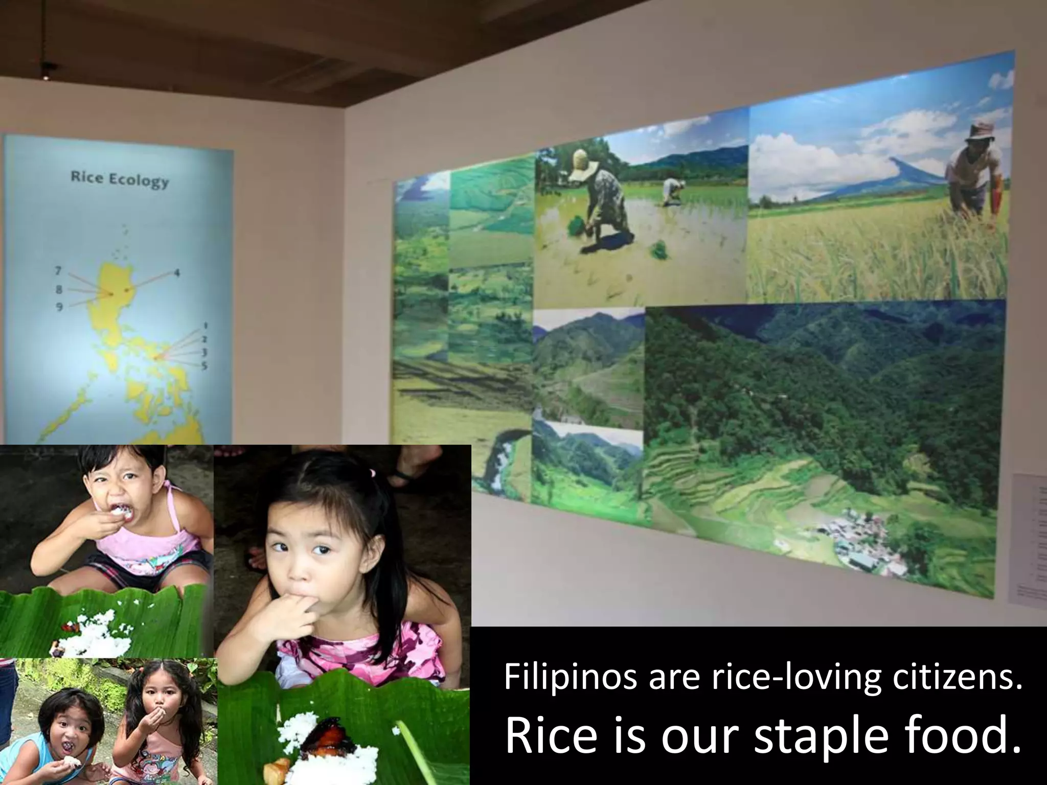 Filipinos are rice-loving citizens.
Rice is our staple food.