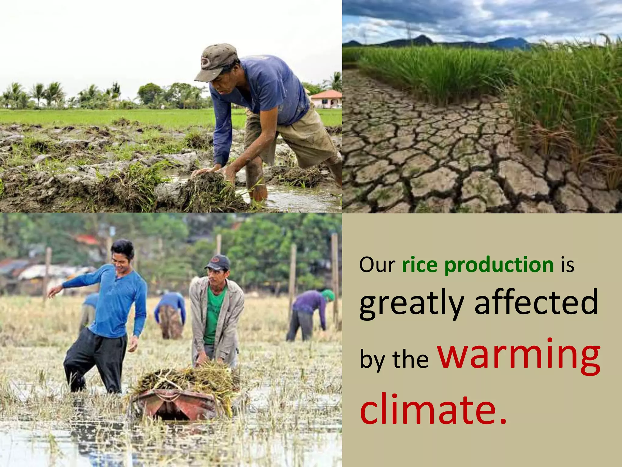 Our rice production is
greatly affected
by the warming
climate.