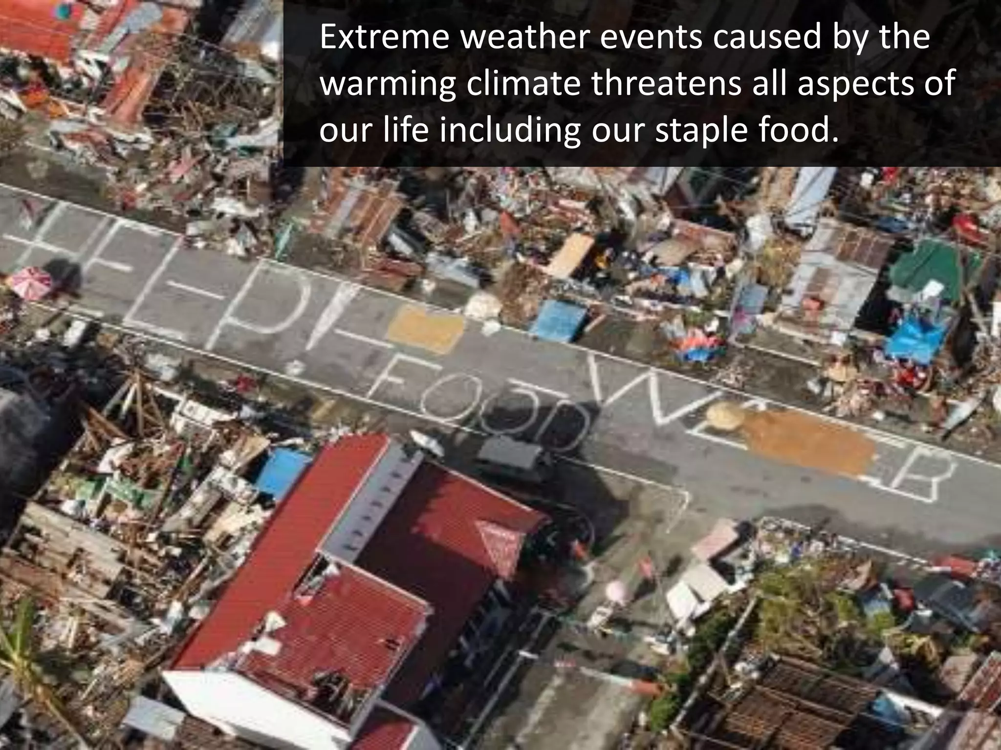 Extreme weather events caused by the
warming climate threatens all aspects of
our life including our staple food.