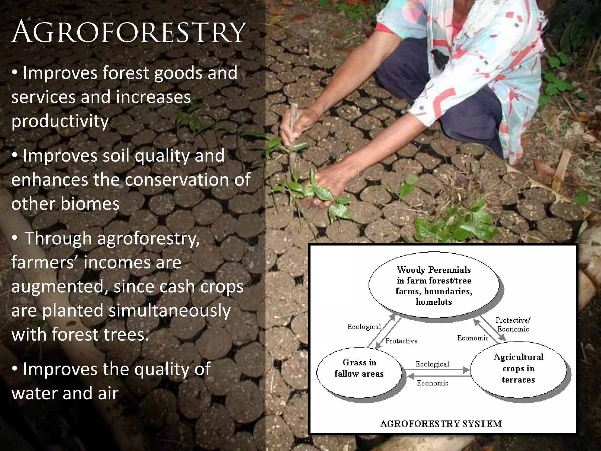 • Improves forest goods and
services and increases
productivity
• Improves soil quality and
enhances the conservation of
other biomes
• Through agroforestry,
farmers’ incomes are
augmented, since cash crops
are planted simultaneously
with forest trees.
• Improves the quality of
water and air