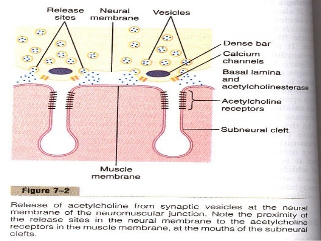 Neuromuscular Transmission