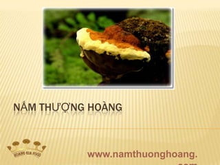 NẤM THƯỢNG HOÀNG



          www.namthuonghoang.
 