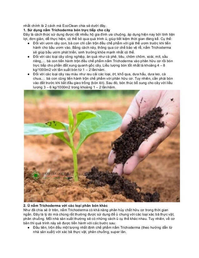 nhất chính là 2 cách mà EcoClean chia sẻ dưới đây.
1. Sử dụng nấm Trichoderma bón trực tiếp cho cây
Đây là cách thức sử dụng được rất nhiều hộ gia đình ưa chuộng, áp dụng hiện nay bởi tính tiện
lợi, đơn giản, dễ thực hiện, có thể bỏ qua quá trình ủ, giúp tiết kiệm thời gian đáng kể. Cụ thể:
● Đối với ươm cây con, bà con chỉ cần trộn đều chế phẩm với giá thể ươm trước khi tiến
hành cho bầu ươm vào. Bằng cách này, thông qua cơ chế bảo vệ rễ, nấm Trichoderma
sẽ giúp bầu ươm phát triển, sinh trưởng khỏe mạnh nhất có thể.
● Đối với các loại cây công nghiệp, ăn quả như cà phê, tiêu, chôm chôm, xoài, mít, sầu
riêng,… bà con tiến hành trộn đều chế phẩm nấm Trichoderma vào phân hữu cơ rồi bón
trực tiếp cho phần đất xung quanh gốc cây. Liều lượng bón tốt nhất là khoảng 4 – 8
kg/1000m2 với tần suất bón từ 1 – 2 lần/năm.
● Đối với các loại cây rau màu như rau cải các loại, ớt, khổ qua, dưa hấu, dưa leo, cà
chua,… bà con cũng tiến hành trộn chế phẩm với phân hữu cơ. Tuy nhiên, cần phải bón
vào đất trước khi bắt đầu gieo trồng (bón lót). Sau đó, bón thúc bổ sung cho cây với liều
lượng 3 – 6 kg/1000m2 trong khoảng 1 – 2 lần/năm.
2. Ủ nấm Trichoderma với các loại phân bón khác
Như đã chia sẻ ở trên, nấm Trichoderma có khả năng phân hủy chất hữu cơ trong thời gian
ngắn. Đây là lý do mà chúng rất thường được sử dụng để ủ chung với các loại xác bã thực vật,
phân chuồng. Mỗi nhà sản xuất thường sẽ có những cách ủ cụ thể khác nhau. Tuy nhiên, về cơ
bản thì quá trình này sẽ được tiến hành với các bước sau:
● Đầu tiên, trộn đều một lượng nhất định chế phẩm nấm Trichoderma (theo hướng dẫn từ
nhà sản xuất) với xác bã thực vật, phân chuồng, super lân.
 
