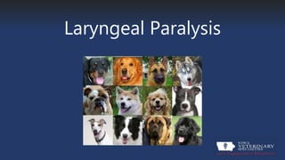 Laryngeal Paralysis
 