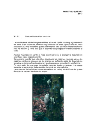 NMX-FF-103-SCFI-2003
31/43
A.2.1.2 Características de las mazorcas
Las mazorcas se desarrollan generalmente sobre los cojines florales y algunas ramas
del árbol. Si los cojines se dañan no hay formación de flores y por lo tanto no habrá
producción. Es muy importante que los instrumentos para cosechar estén bien afilados
para no dañarlos y sobre todo que el recolector tenga especial cuidado al realizar el
corte.
Algunas mazorcas son verdes o rojas cuando jóvenes; al alcanzar la madurez son
amarillas o rojas, respectivamente.
Es necesario recordar que solo deben cosecharse las mazorcas maduras, ya que las
mazorcas verdes no disponen de los granos con suficiente grado de desarrollo de
tamaño y no tienen suficiente azúcar en la pulpa para una fermentación satisfactoria.
Por otra parte, las mazorcas demasiado maduras tienden a secarse y se puede
presentar la germinación de las semillas dentro de los mismos frutos.
La recolección de los frutos o mazorcas maduras, su corte y extracción de los granos
de cacao se hace en las siguientes etapas:
 