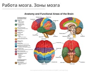 Работа мозга. Зоны мозга
http://angelsweb.biz/PRACTICAL%20%20ENLIGHTENMENT_ﬁles/image016.jpg
 