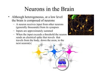 Neurons in the Brain
• Although heterogeneous, at a low level
the brain is composed of neurons
– A neuron receives input from other neurons
(generally thousands) from its synapses
– Inputs are approximately summed
– When the input exceeds a threshold the neuron
sends an electrical spike that travels that
travels from the body, down the axon, to the
next neuron(s)
 