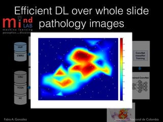 Fabio A. González Universidad Nacional de Colombia
Efﬁcient DL over whole slide
pathology images
~2000x2000 pixels
 