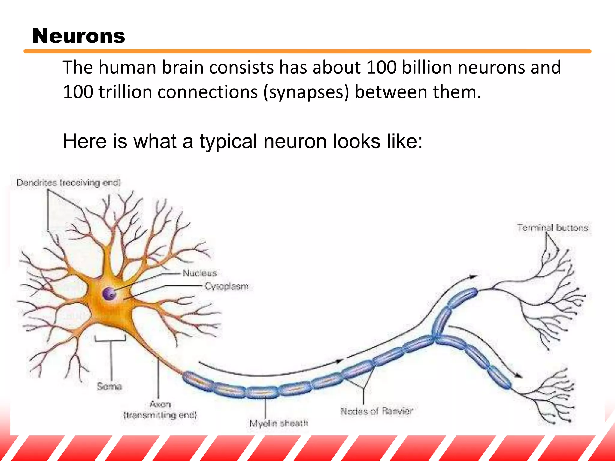 Neurons
The human brain consists has about 100 billion neurons and
100 trillion connections (synapses) between them.
Here is what a typical neuron looks like:
Many highly specialized types of neurons exist, and these
differ widely in appearance. Characteristically, neurons are
highly asymmetric in shape.
 