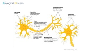 Biological Neuron
Ref. Jennifer Walinga, 2014.