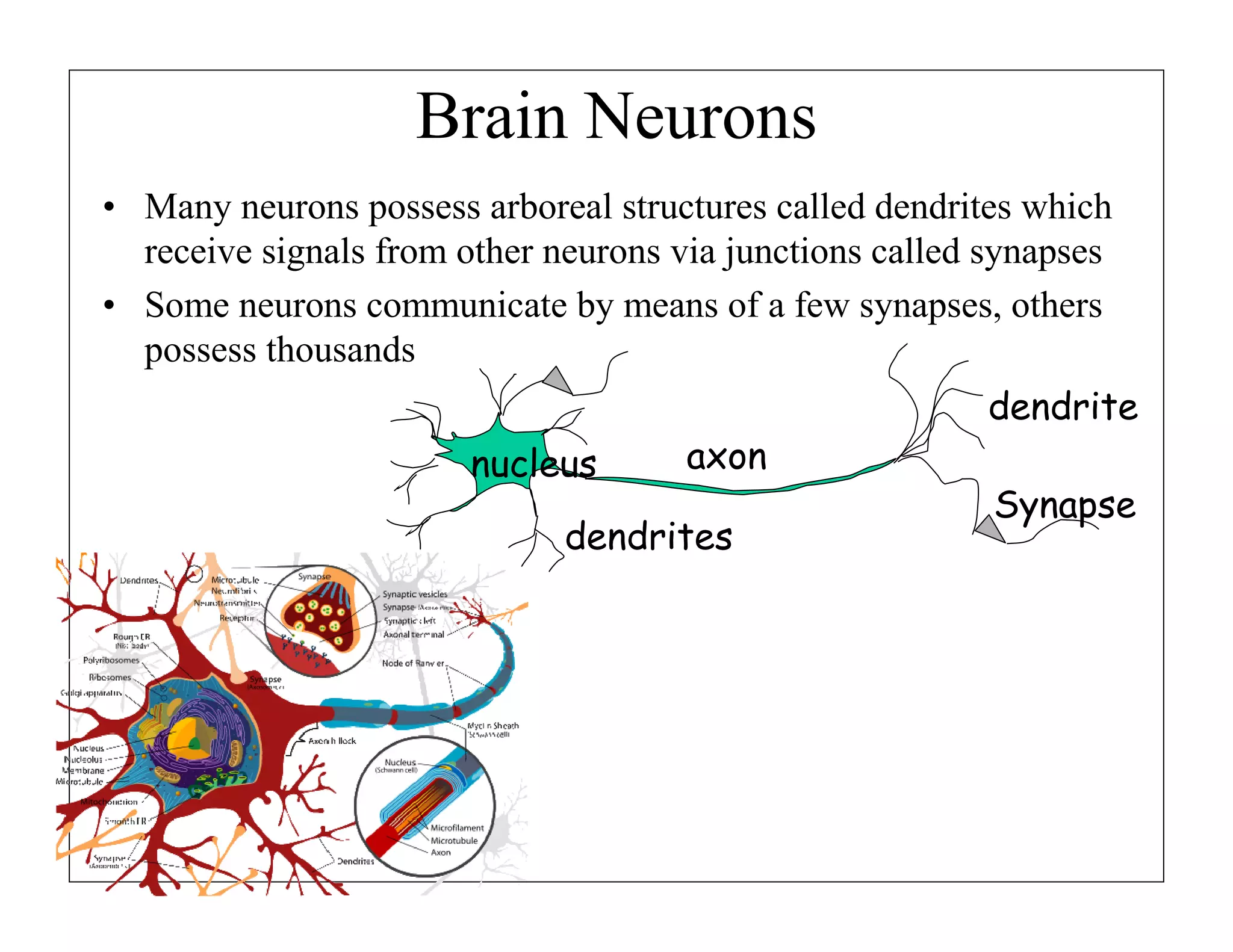 Brain Neurons
• Many neurons possess arboreal structures called dendrites which
receive signals from other neurons via junctions called synapses
• Some neurons communicate by means of a few synapses, others
possess thousands
dendrite
nucleus

axon

dendrites

Synapse

 
