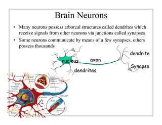 Brain Neurons
• Many neurons possess arboreal structures called dendrites which
receive signals from other neurons via junctions called synapses
• Some neurons communicate by means of a few synapses, others
possess thousands
dendrite
nucleus

axon

dendrites

Synapse

 