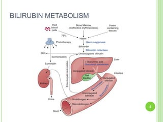 BILIRUBIN METABOLISM
5
 