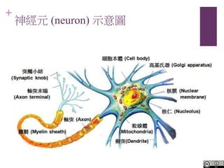 +
Ԫ (neuron) ʾD
 
