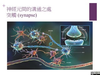 +
ԪgĜͨ֮̎
ͻ| (synapse)
 