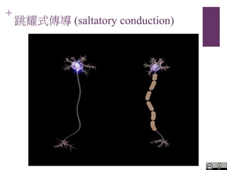 +
ҫʽ (saltatory conduction)
 