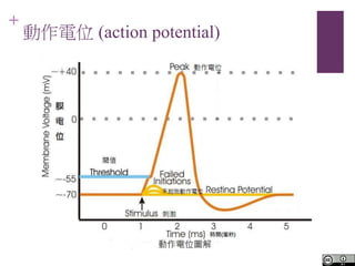 +
λ (action potential)
 